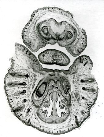 5 Embriology_1