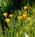 3 LupinePoppies